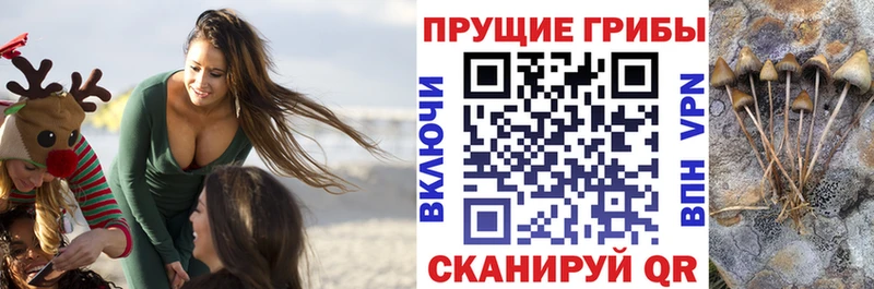 сколько стоит  Белово  Псилоцибиновые грибы Magic Shrooms 